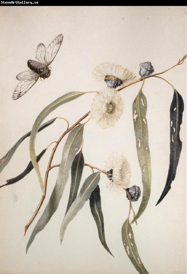 Louisa Anne Meredith Study for gum flowers and Love